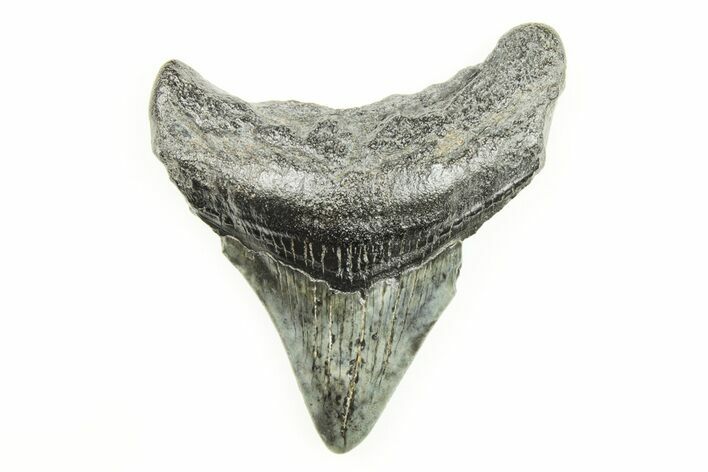 2.65" Juvenile Megalodon Tooth - South Carolina